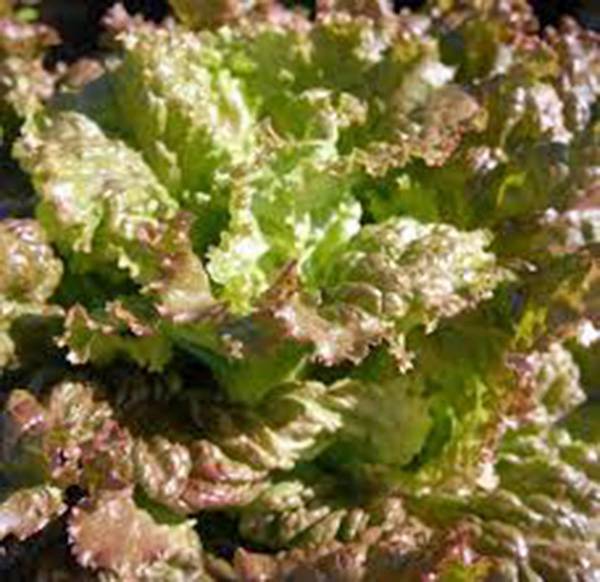 RED ROMAINE LETTUCE SEED, HEIRLOOM, NON GMO, 50+ SEEDS, GARDEN SEED