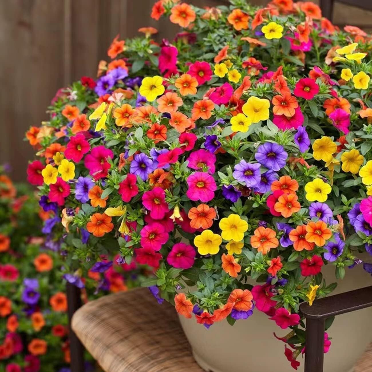 5000+ Petunia Seeds – Mixed Rainbow Color, Bonsai, Grandiflora Flowers, 1500 mg