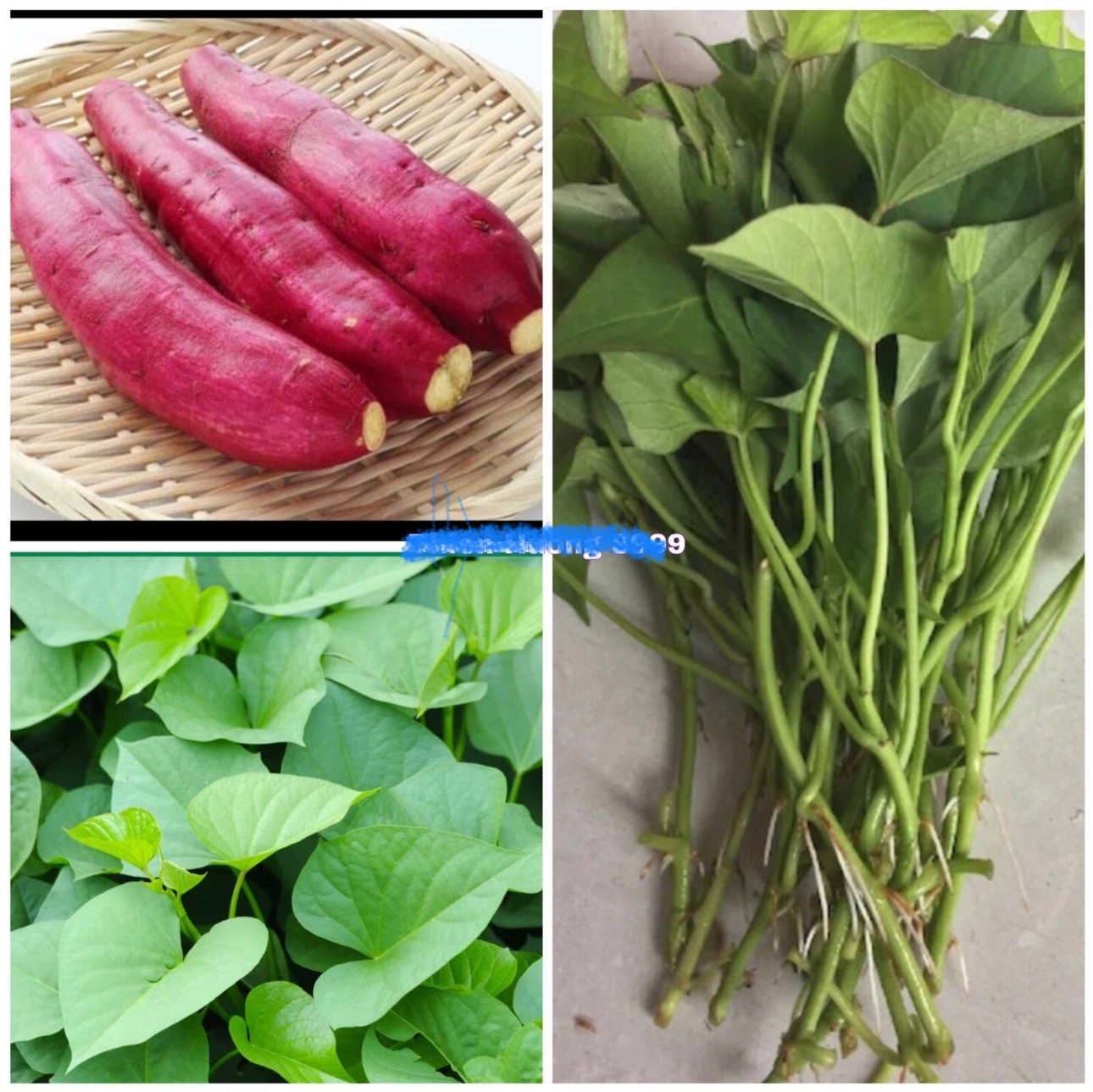 10 Red Japanese Sweet Potato Slips – Cuttings – organically grown