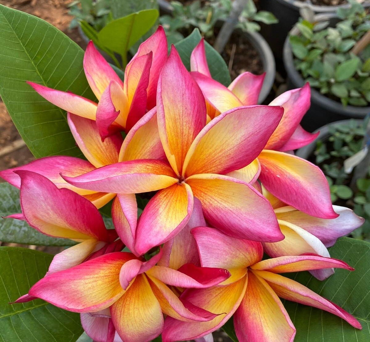 5 White Yellow Plumeria Seeds Perennial Flowers Seed Flower Frangipani US SELL