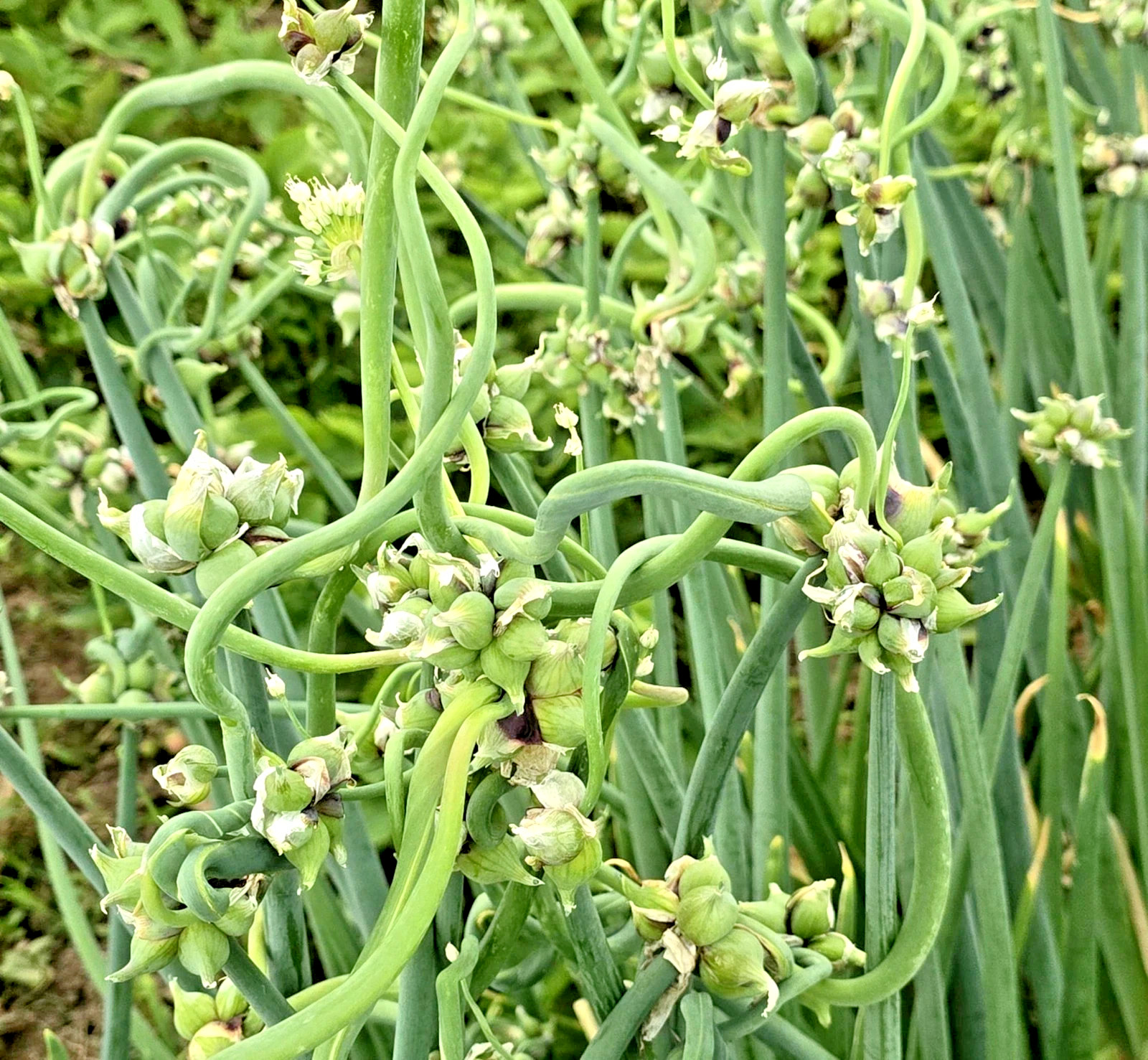 100 Onion seeds Top Sets Egyptian Walking Onions Multiplier Tree Onion Perennial