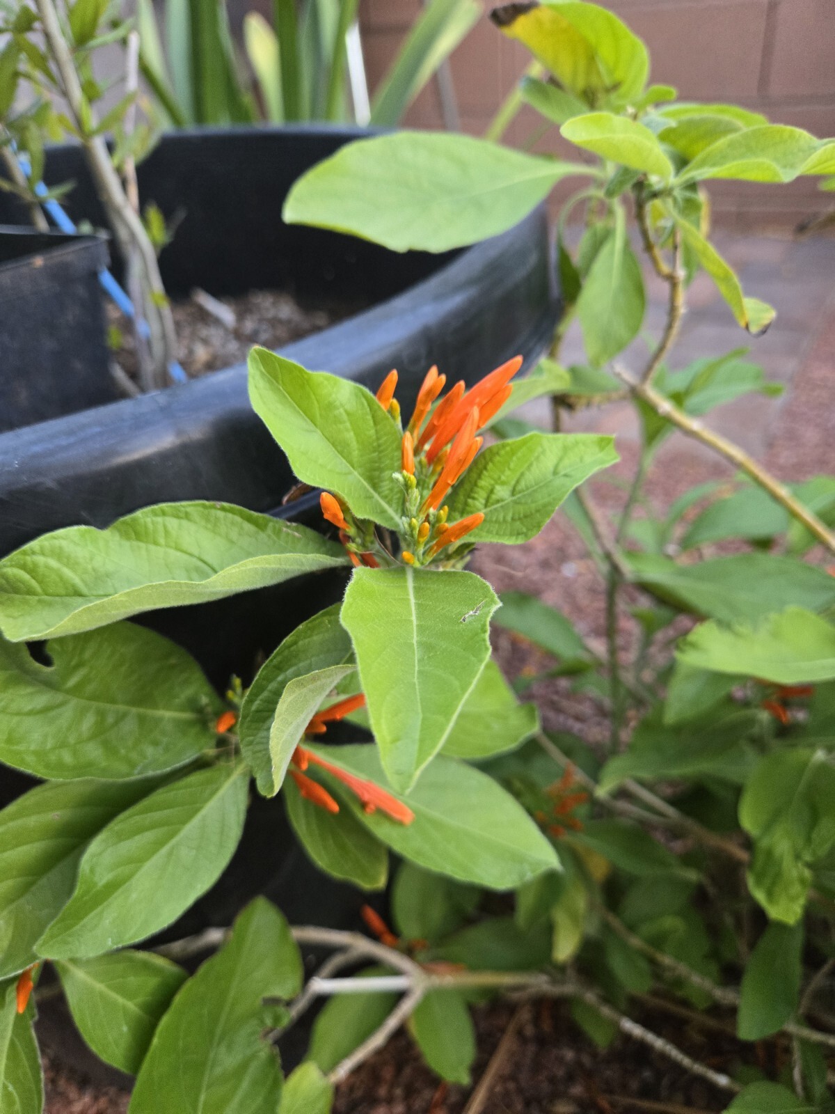 MUICLE Justicia spicigera Organic Seeds, (12 Seeds) Mexican Honey Suckle
