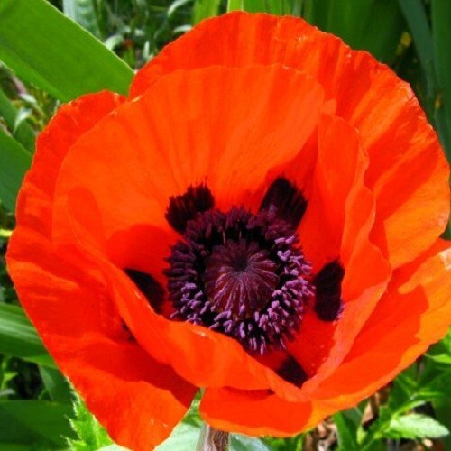 2,500 Prince of Orange Perennial Orientale Poppy Seeds For Planting. Huge Blooms