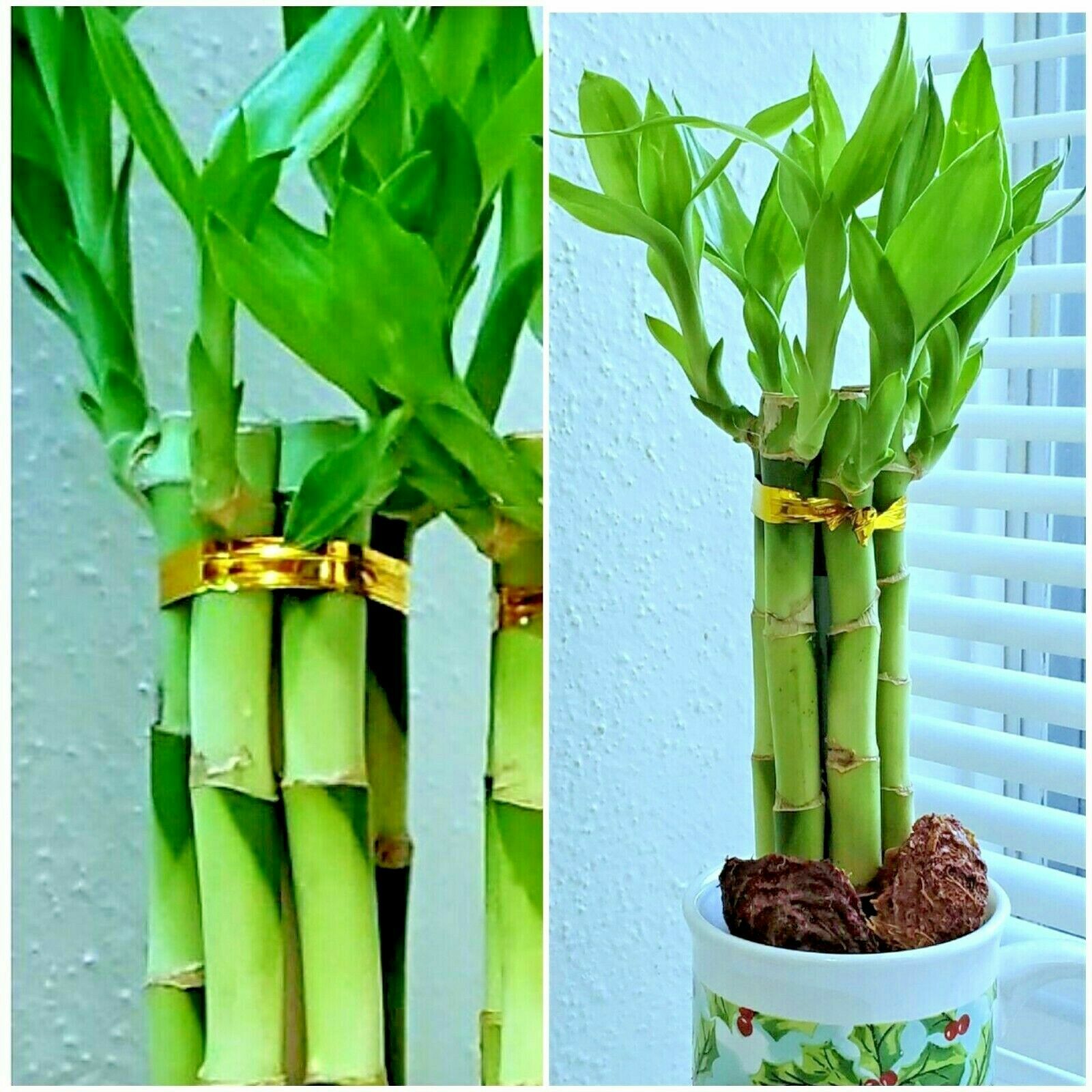 7 Lucky Bamboo Plant 4″ Stalks, Feng Shui, GIFT, LIVE PLANT, Indoor Perennial