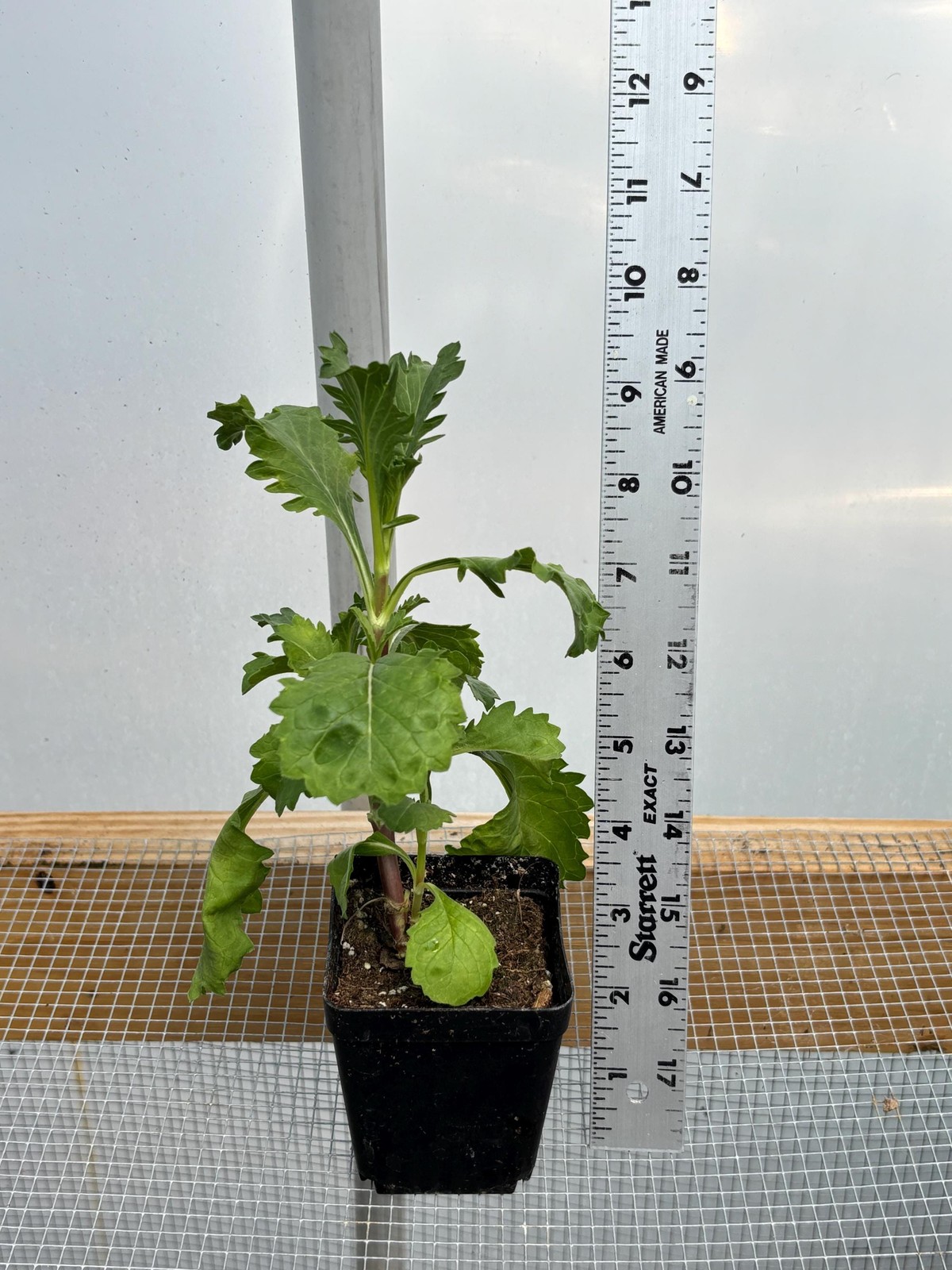 Scabiosa Live Flower Plants – Seedlings/Plugs- 5″- 12″ tall – 30-50 days old