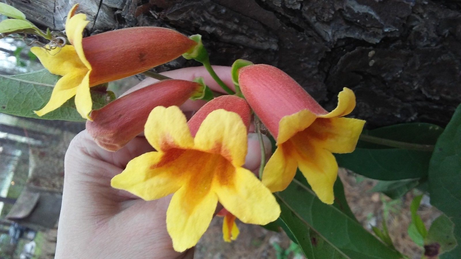 2 PLANTS CROSS VINES TANGERINE BEAUTY BIGNONIA YELLOW ORANGE RED TRUMPET FLOWER