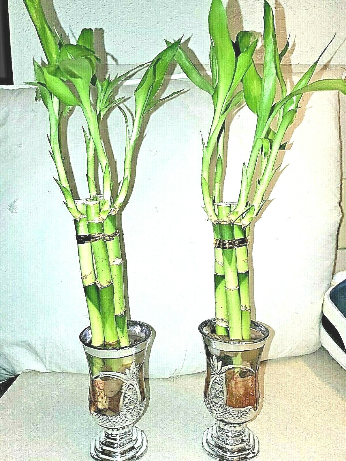7 Lucky Bamboo Plant 4″ Stalks, Feng Shui, GIFT, LIVE PLANT, Indoor Perennial