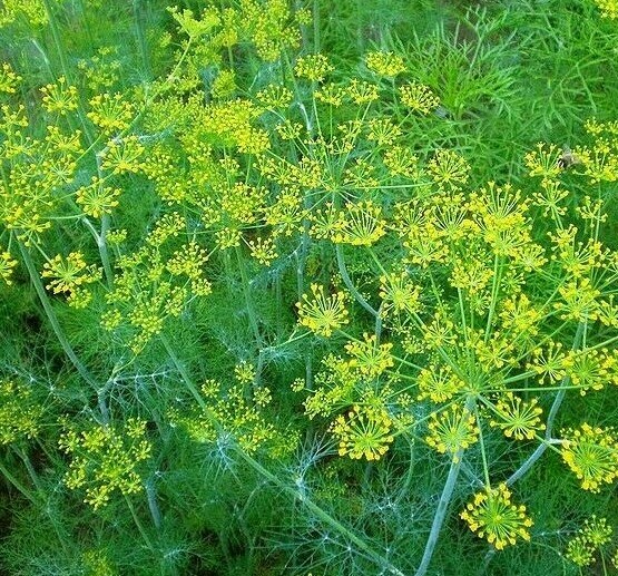 DILL SEEDS 500+ MAMMOTH LONG ISLAND HERB garden PICKLING non-gmo FREE SHIPPING