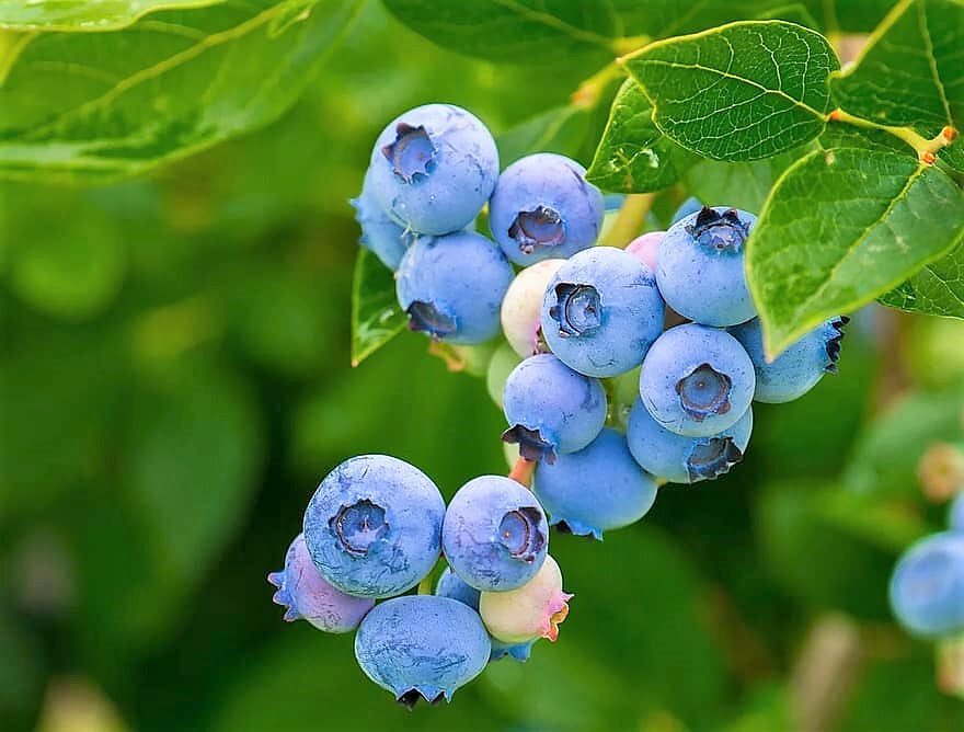 50 SOUTHERN HIGHBUSH BLUEBERRY Pre-Stratified Vaccinium Corymbosum Shrub Seeds