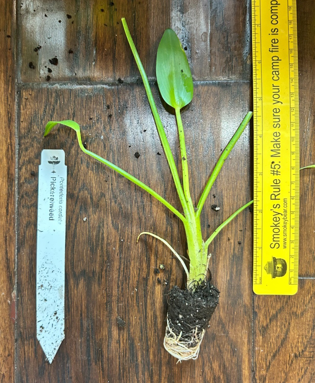 PIckerelweed (Pontederia cordata) – 1 TC Plant/Plug – 3-6 inches -Edible!!!