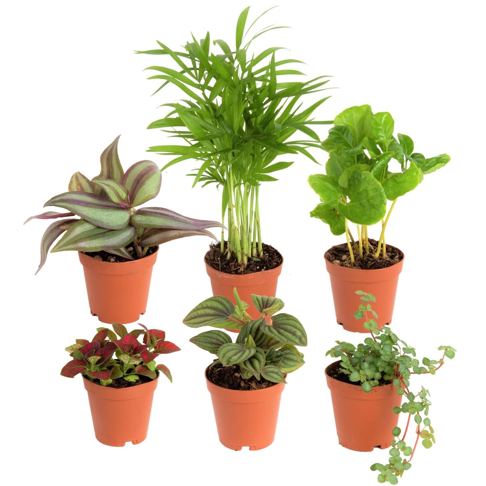 Live Mini Indoor Plants in Plastic Pots, Easy to Maintain, Air Purifying Hous…