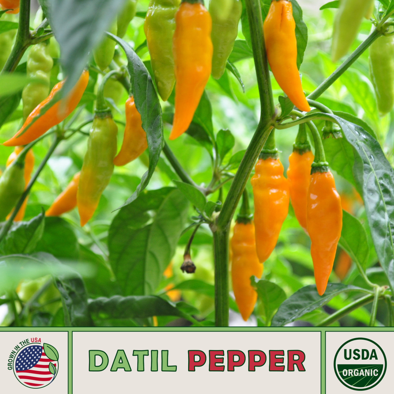 20 Organic Datil Pepper Seeds – Legendary St. Augustine Heirloom – Non GMO-USA
