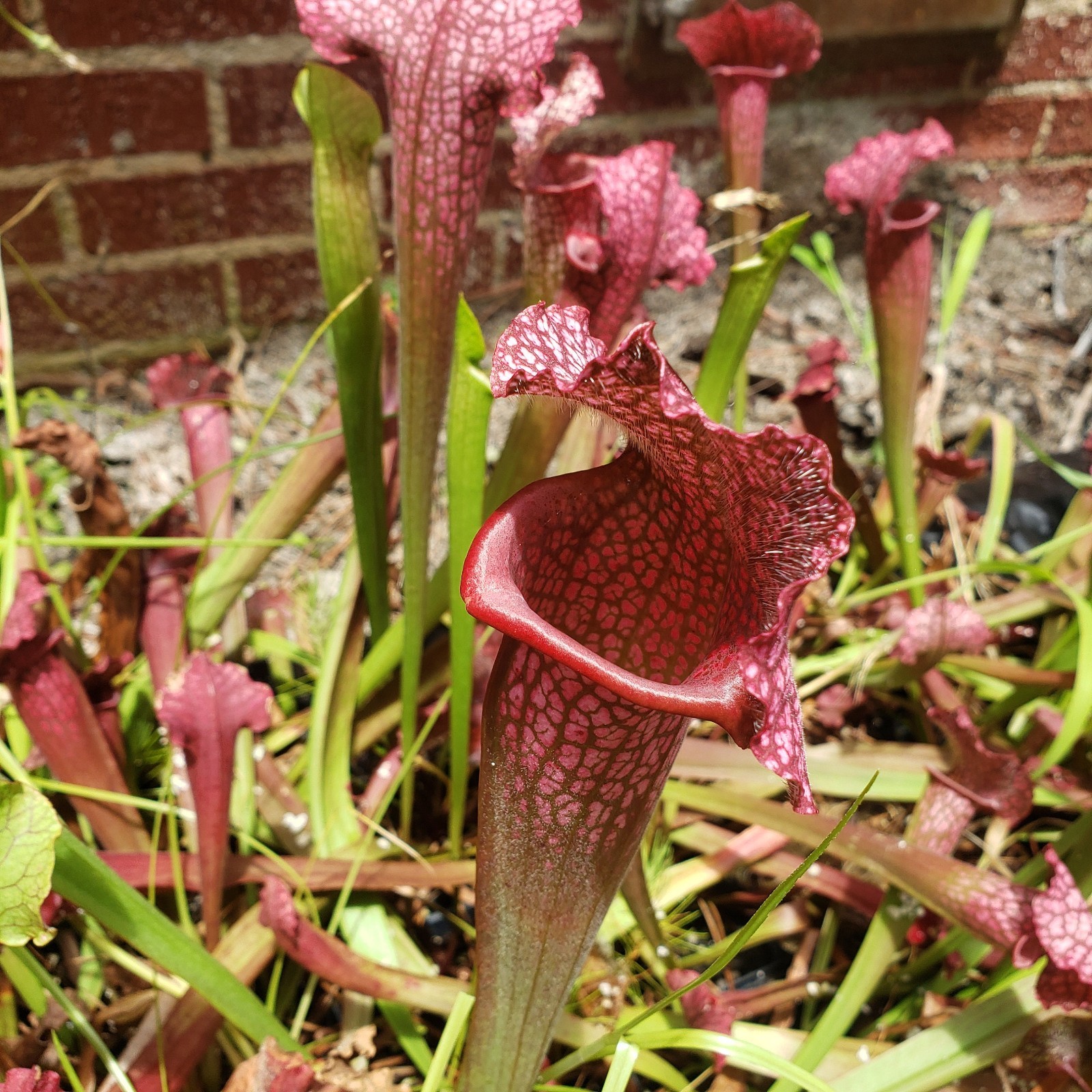 American Pitcher Plant S. Juthatip Soper Live Semi Bare Root Carnivorous Plant