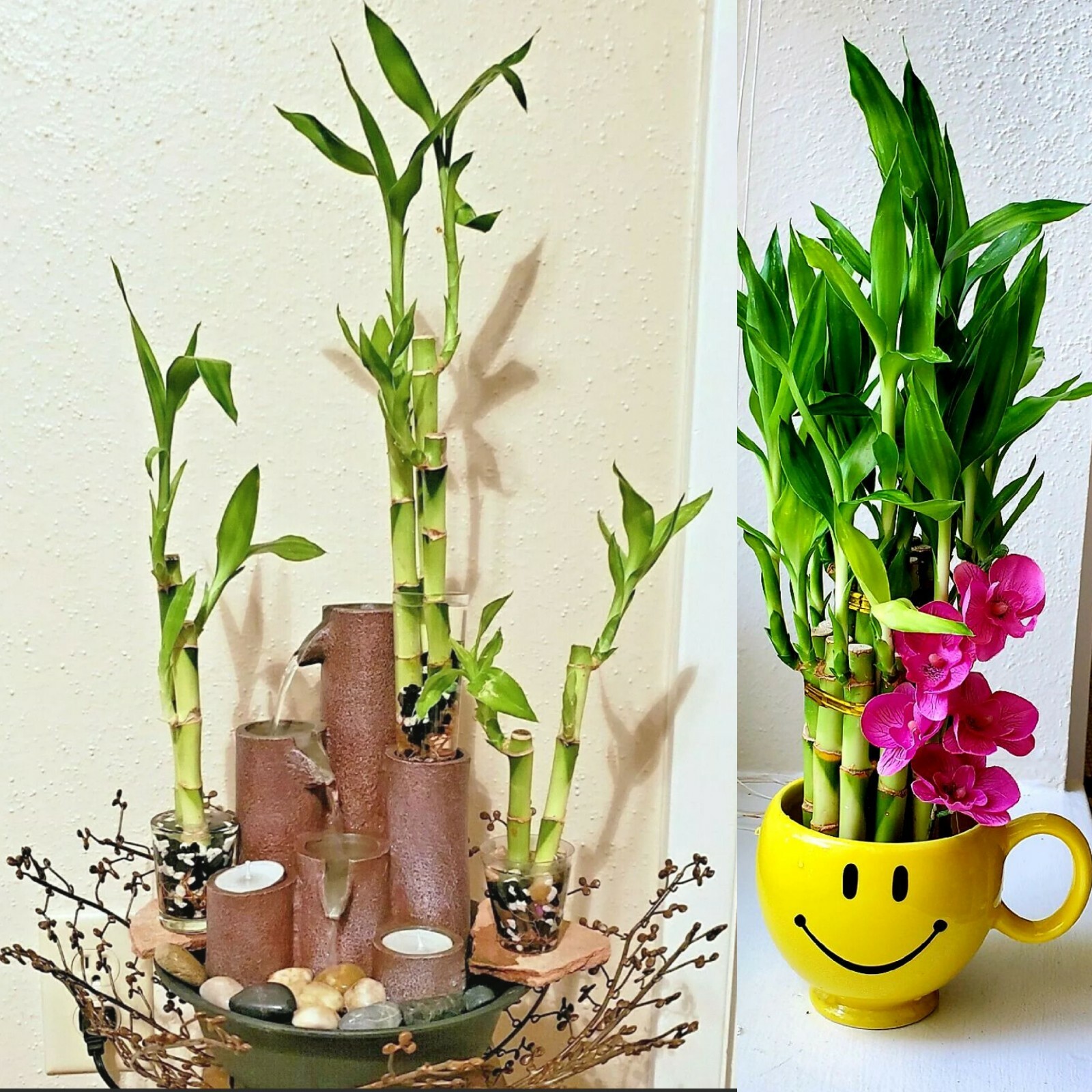7 Lucky Bamboo Plant 4″ Stalks, Feng Shui, GIFT, LIVE PLANT, Indoor Perennial