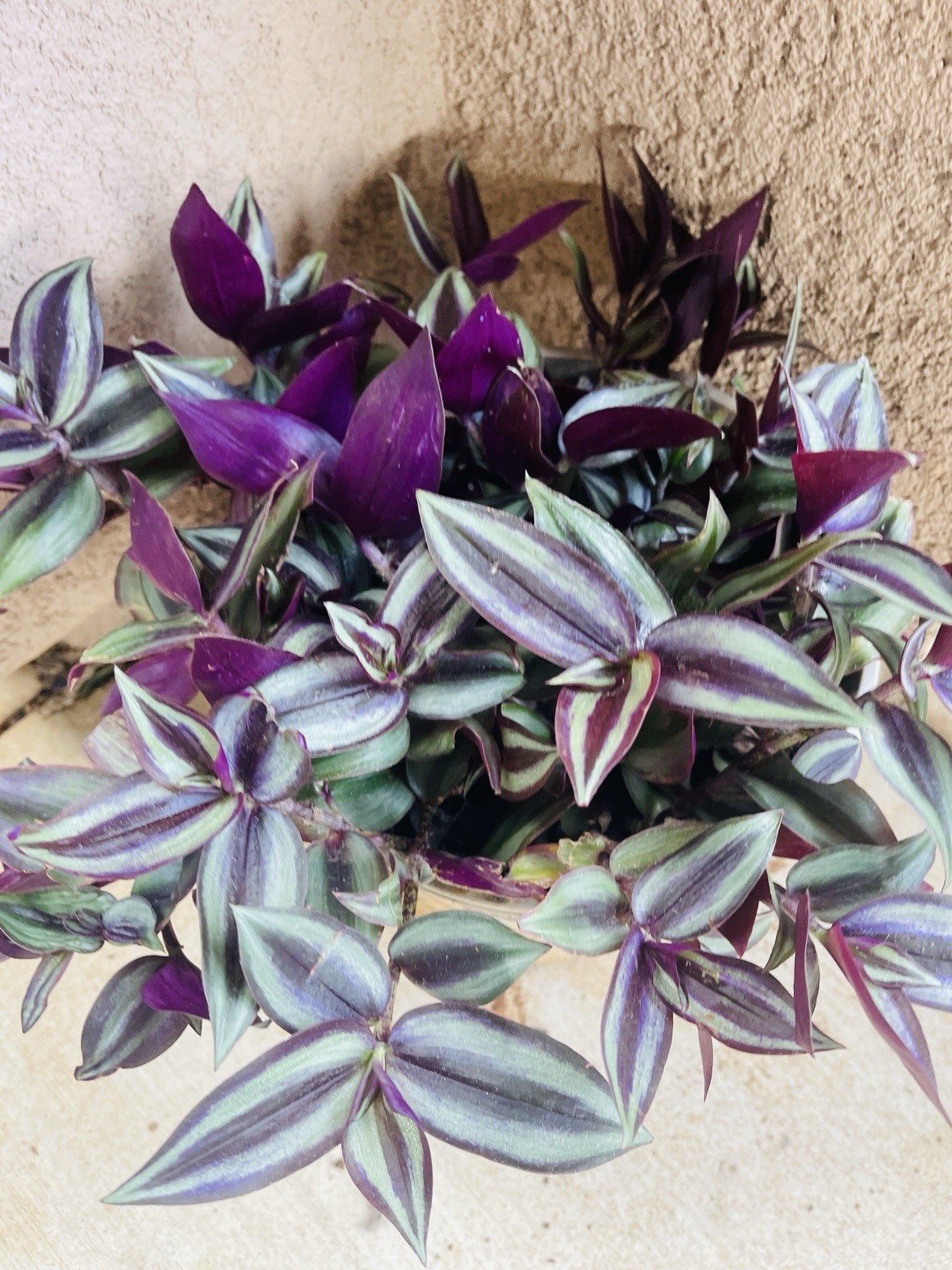 10+ Wandering Jew Tradescantia Zebrina Plant Cuttings Purple plant