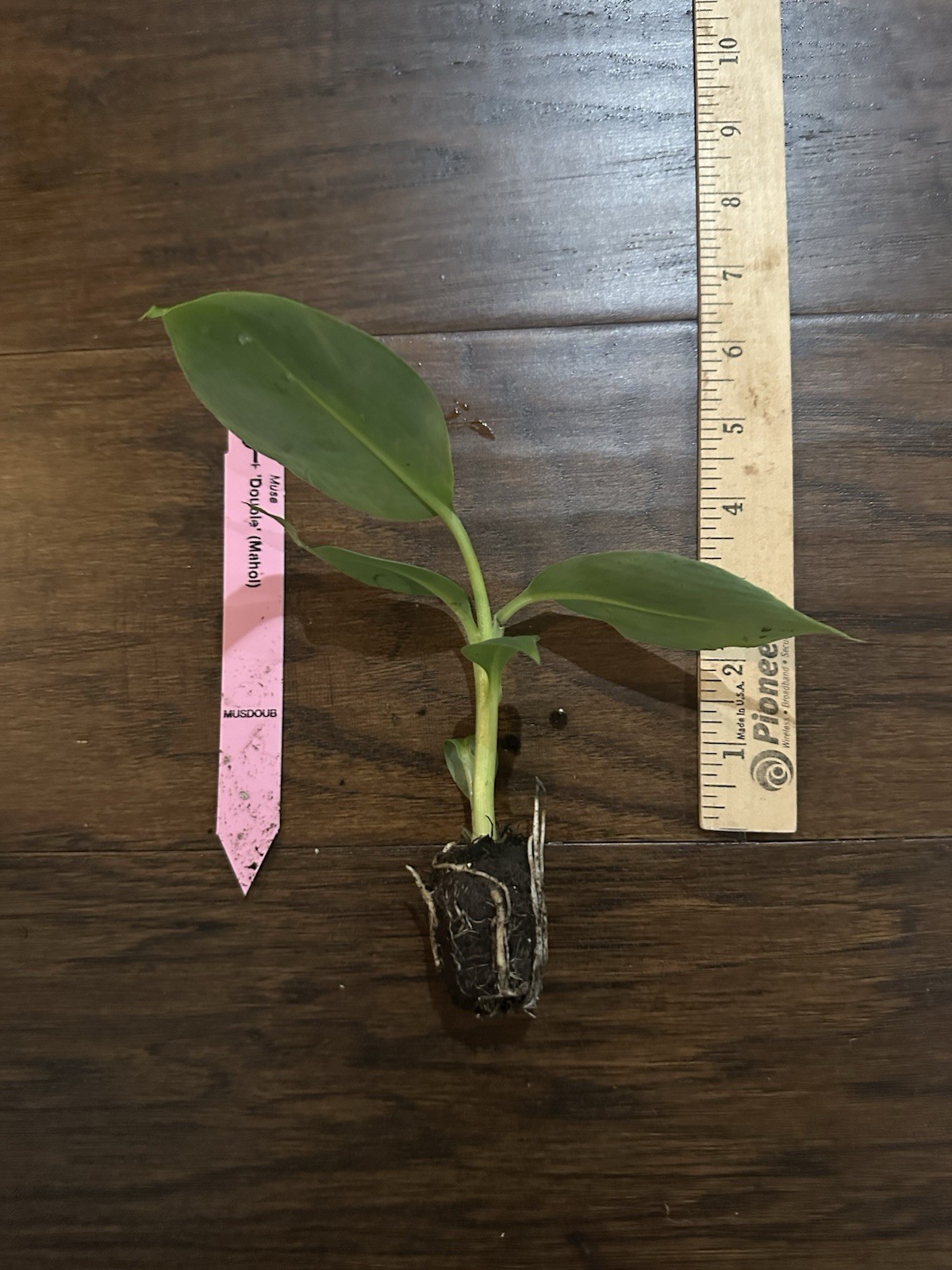Double Mahoi Banana (Musa spp.)-1 TC Plant Plug Tree -3-6 inches-Edible Fruit!!!