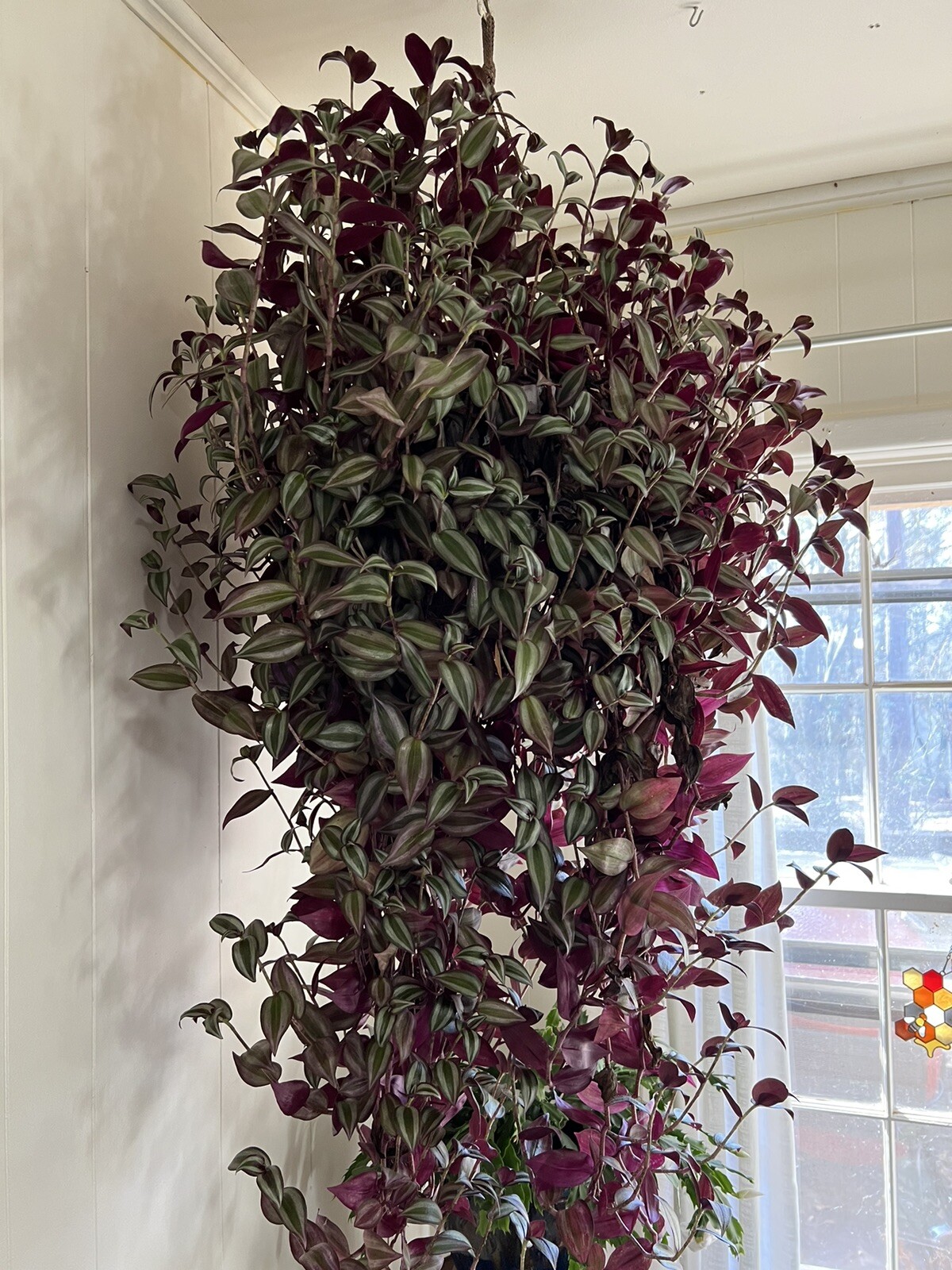 Tradescantia Zebrina 5 Cuttings Silver Inch Plant Wandering Dude Beautiful