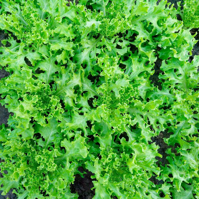 Tango Lettuce Seeds (300) / ORGANIC / FLORIDA GROWN / PERFECT SALAD LETTUCE
