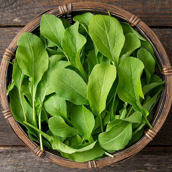 Astro Arugula Seeds | Non-GMO | Free Shipping | Seed Store | 1176