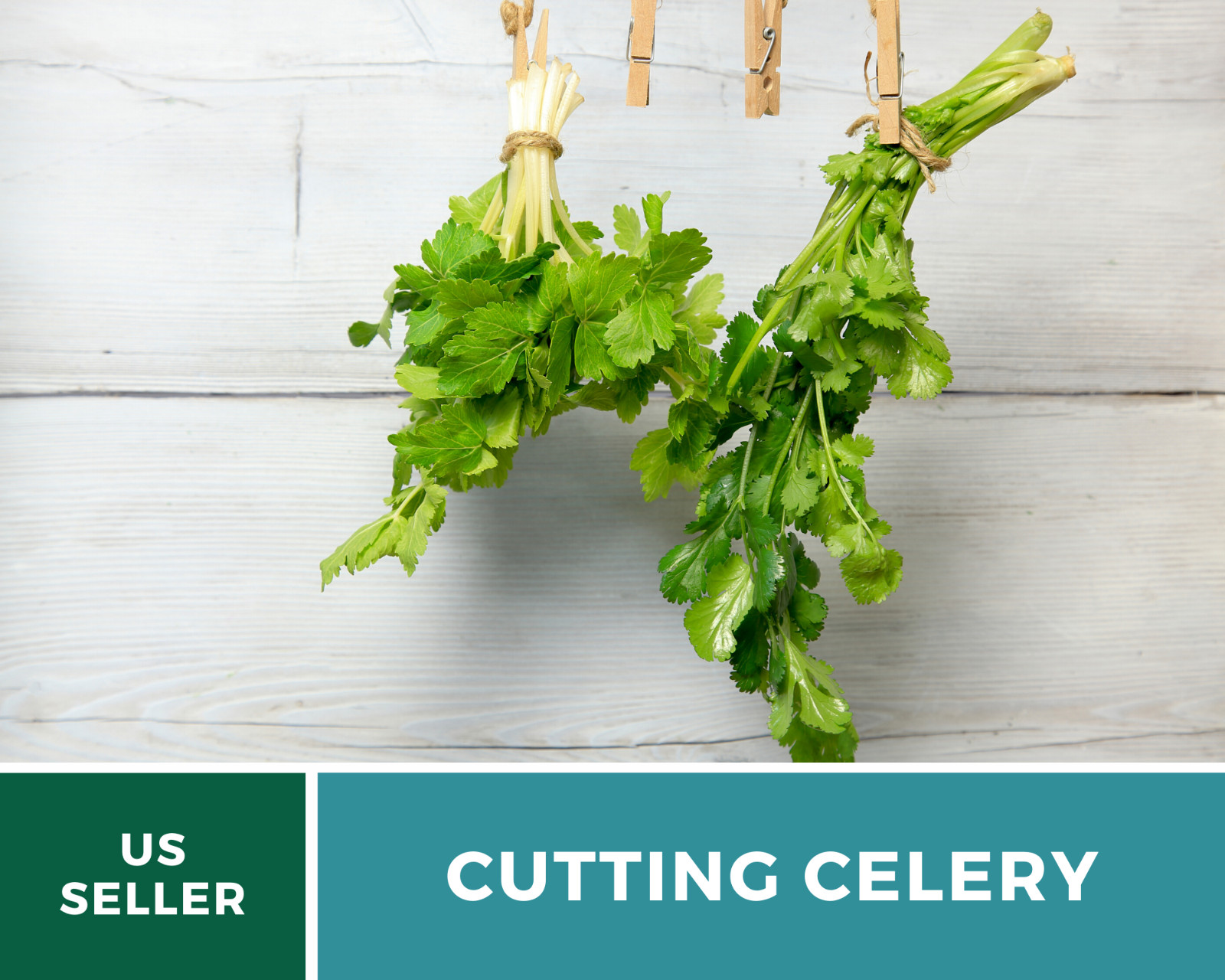Celery, Cutting – Leaf Celery – 200 Seeds – Amazingly Versatile Culinary Herb