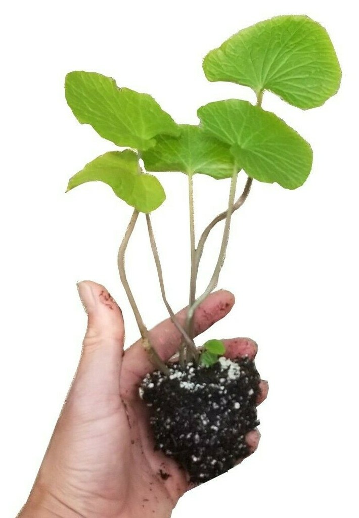 Wasabi Plants (3 rooted plugs/free shipping/$60)