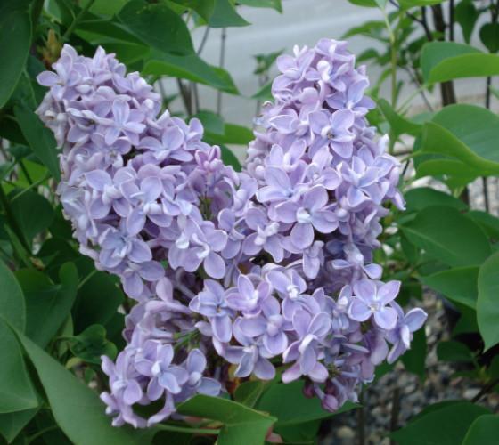 ( 1 ) – President Grevy Blue French Lilac syringa – Starter Plant ( 7L )