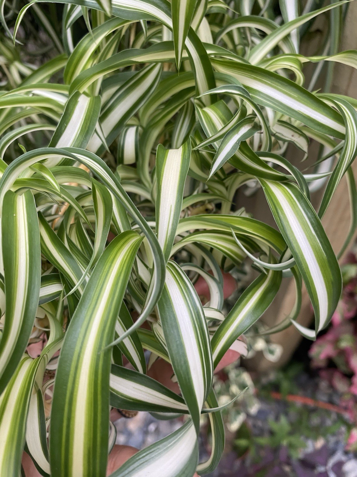 3 Rooted Curly Spider Plants Live Houseplant Chlorophytum comosum ‘Bonnie’