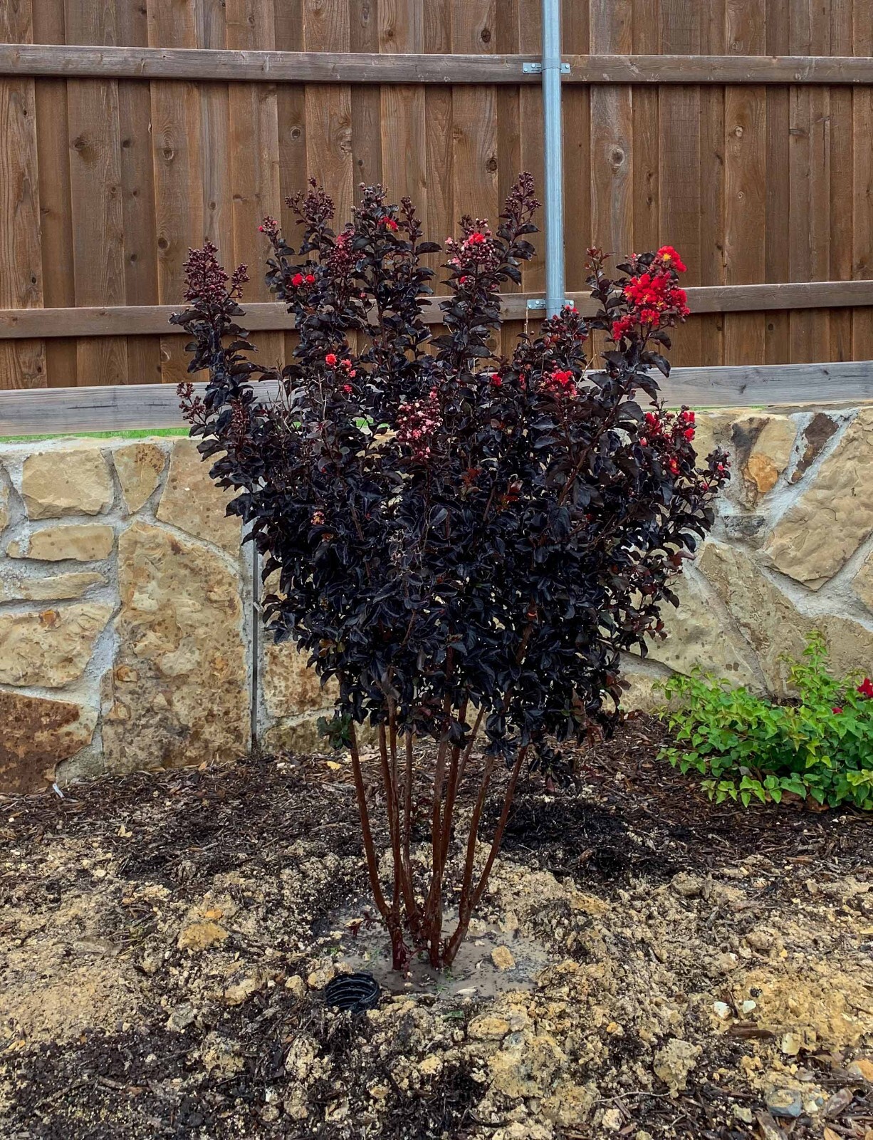 Ruby Thunderstruck Crape Myrtle Starter Lagerstroemia Rooted “STARTER” Plant