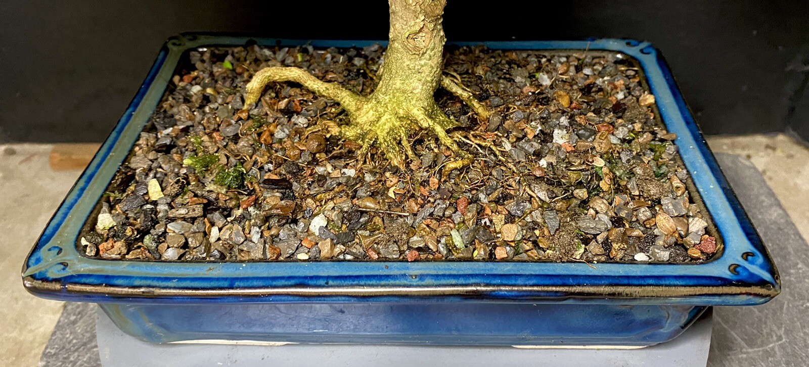 Bonsai Tree Kingsville Boxwood 25-27 Years 11 1/2” Tall, Taiwan Blue Glazed Pot
