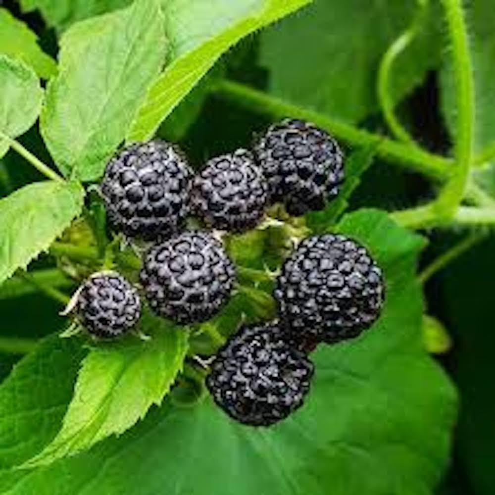 5 Cumberland Black Raspberry Starter Plug Rubus occidentalis
