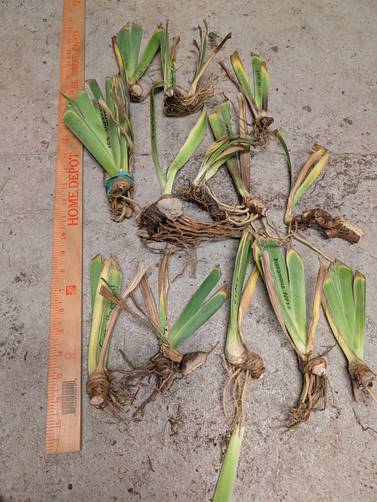 13+ Iris Rhizomes, 10 Different Named Varieties, & at least 3 extras. Bag 26