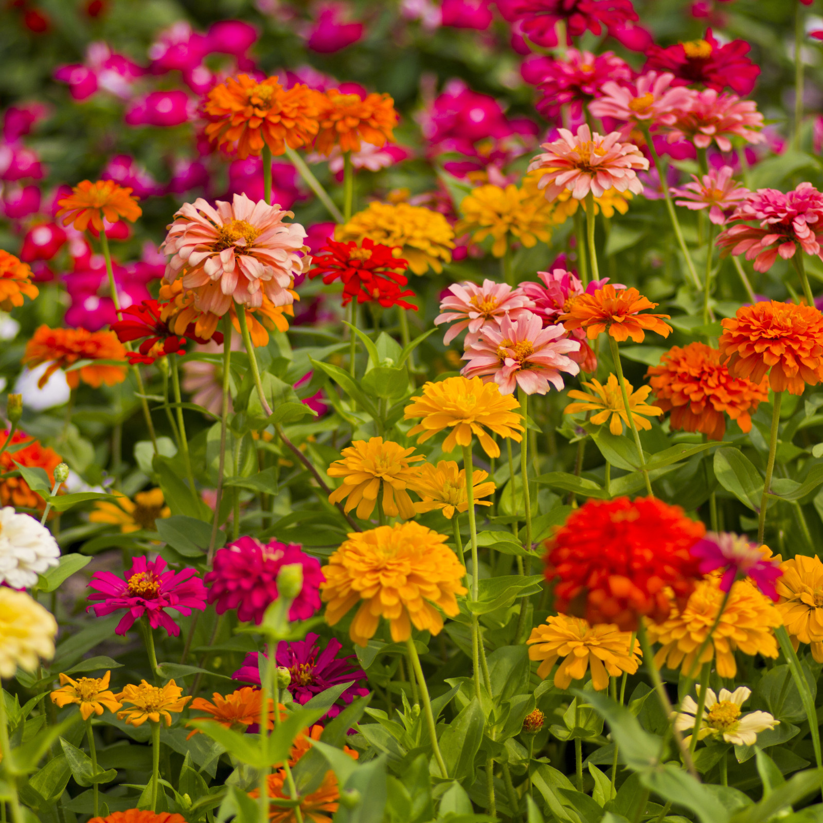 California Giant Zinnia Flower Seeds | Non-GMO | Fresh Annual Flower Seeds