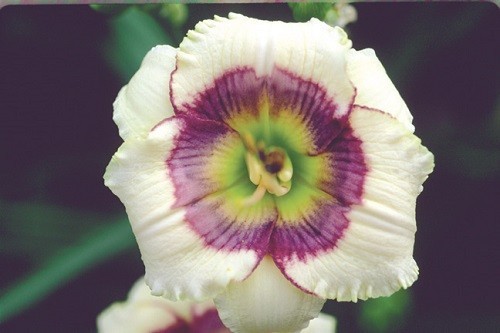 BROADWAY MYSTIQUE 2 fans Daylilies perennial return every year multiplying