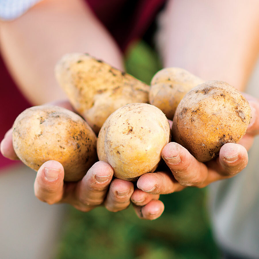 Simply Seed – 5 LB – Kennebec Potato Seed – Non GMO – Natural Grown – Order Now