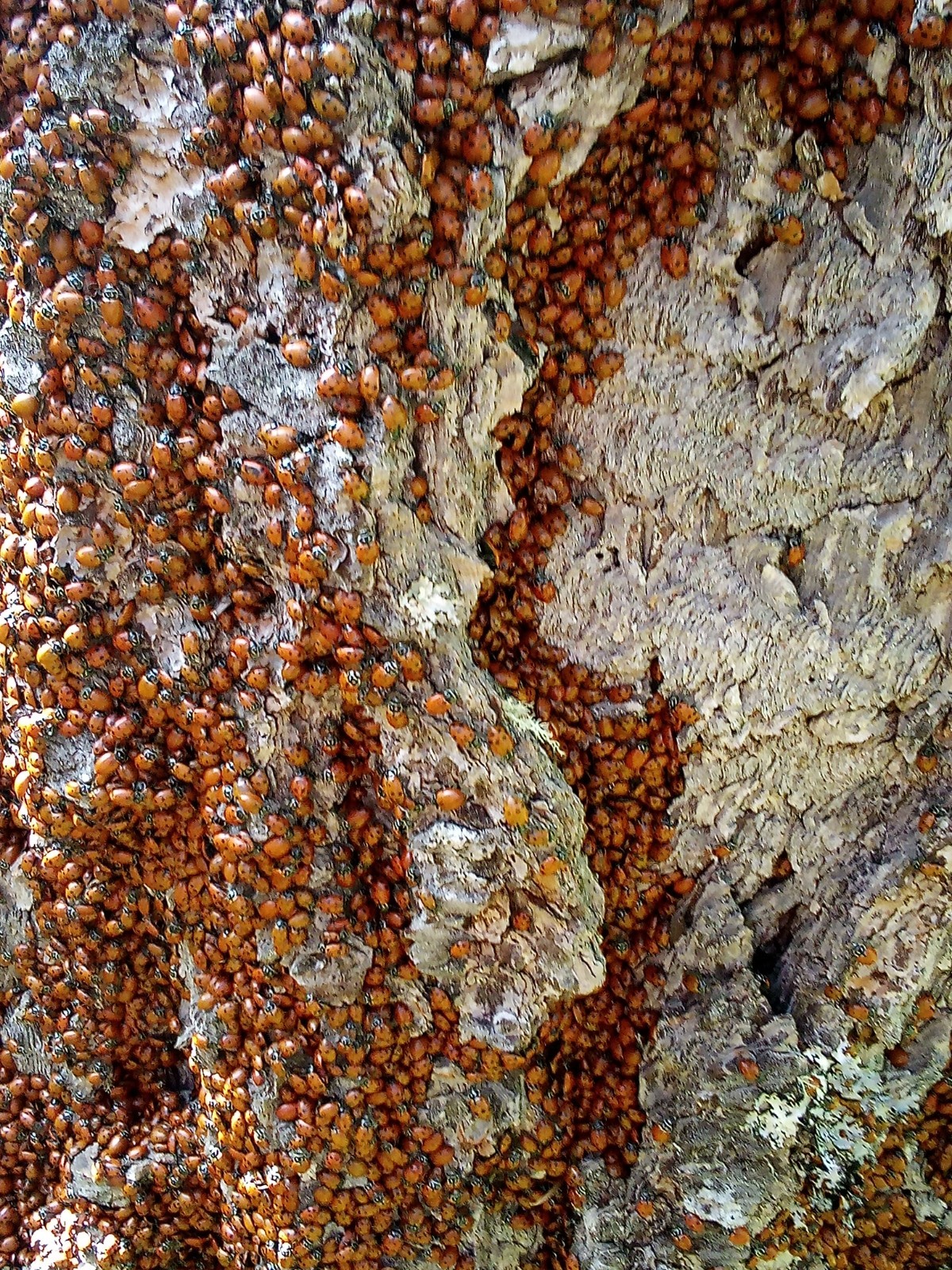 3000 ladybugs Live Ladybugs – Large Swarm Cluster on Tree Bark & Leaves