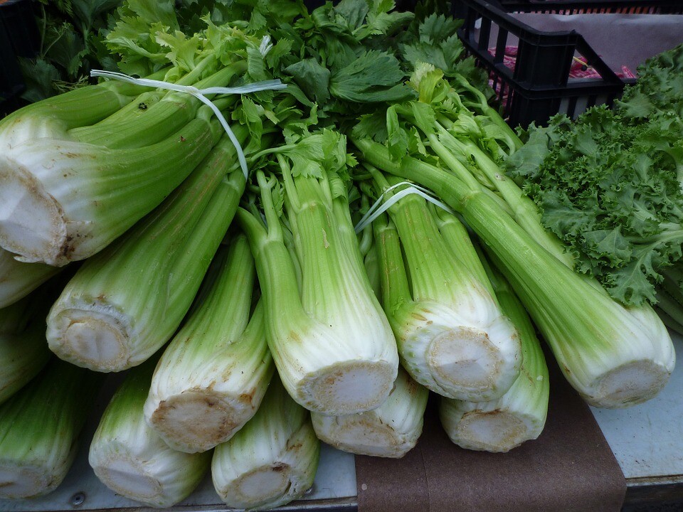 Celery, Tall Utah, 2500 seeds