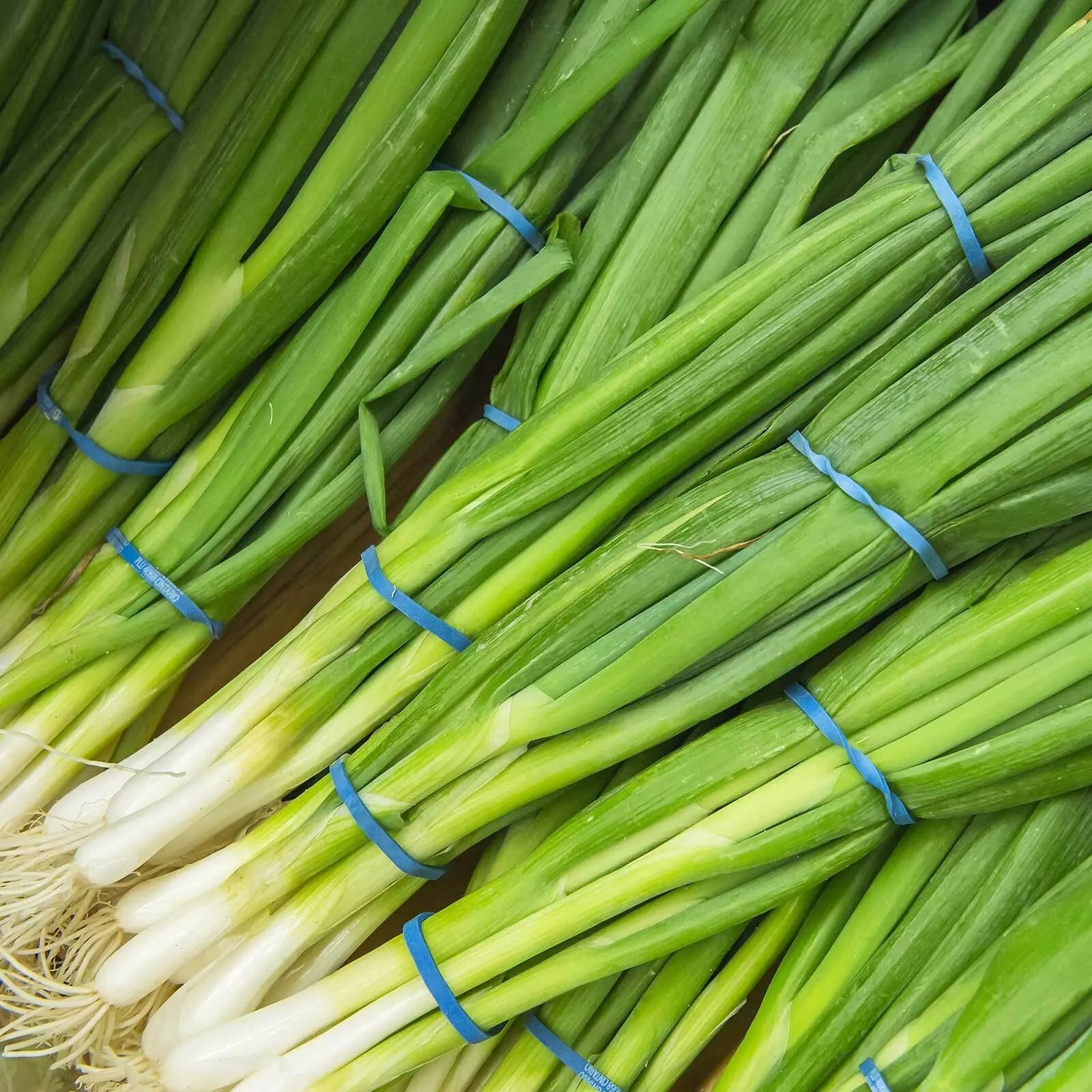 Evergreen White Nebuka Bunching Onion Seeds, NON-GMO , ORGANIC, HEIRLOOM