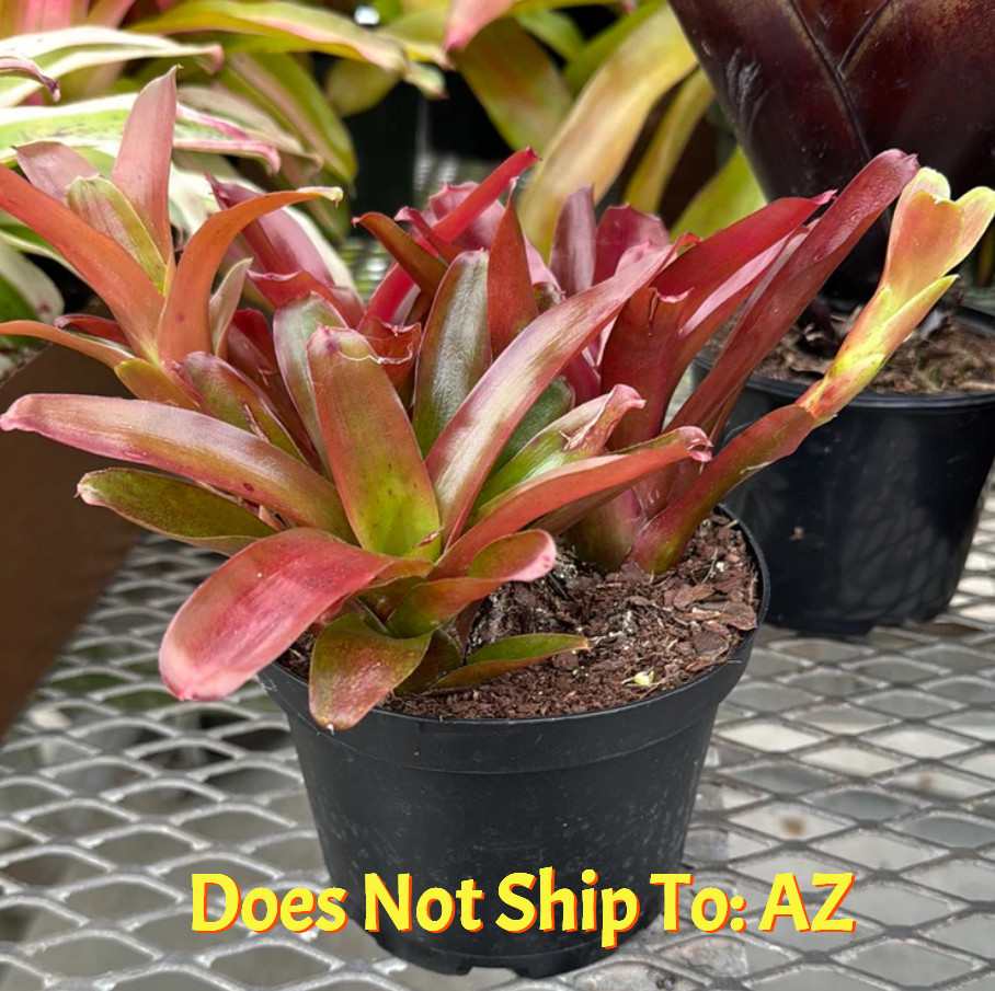 Bromeliad Neoregelia Fireball Live Plant Colorful All Year 6″ Pot 6-24 In Spread