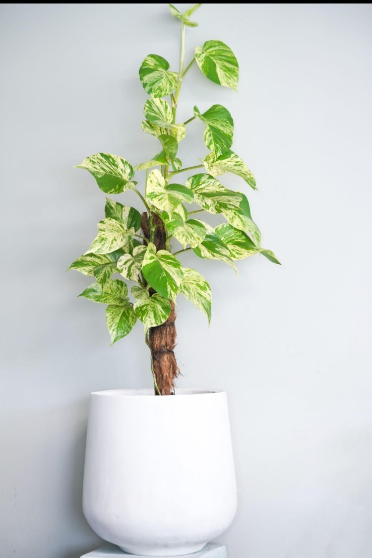 Marble Queen Pothos Live Plant~Epipremnum Aureum Well Rooted Ship In 4″ Pot