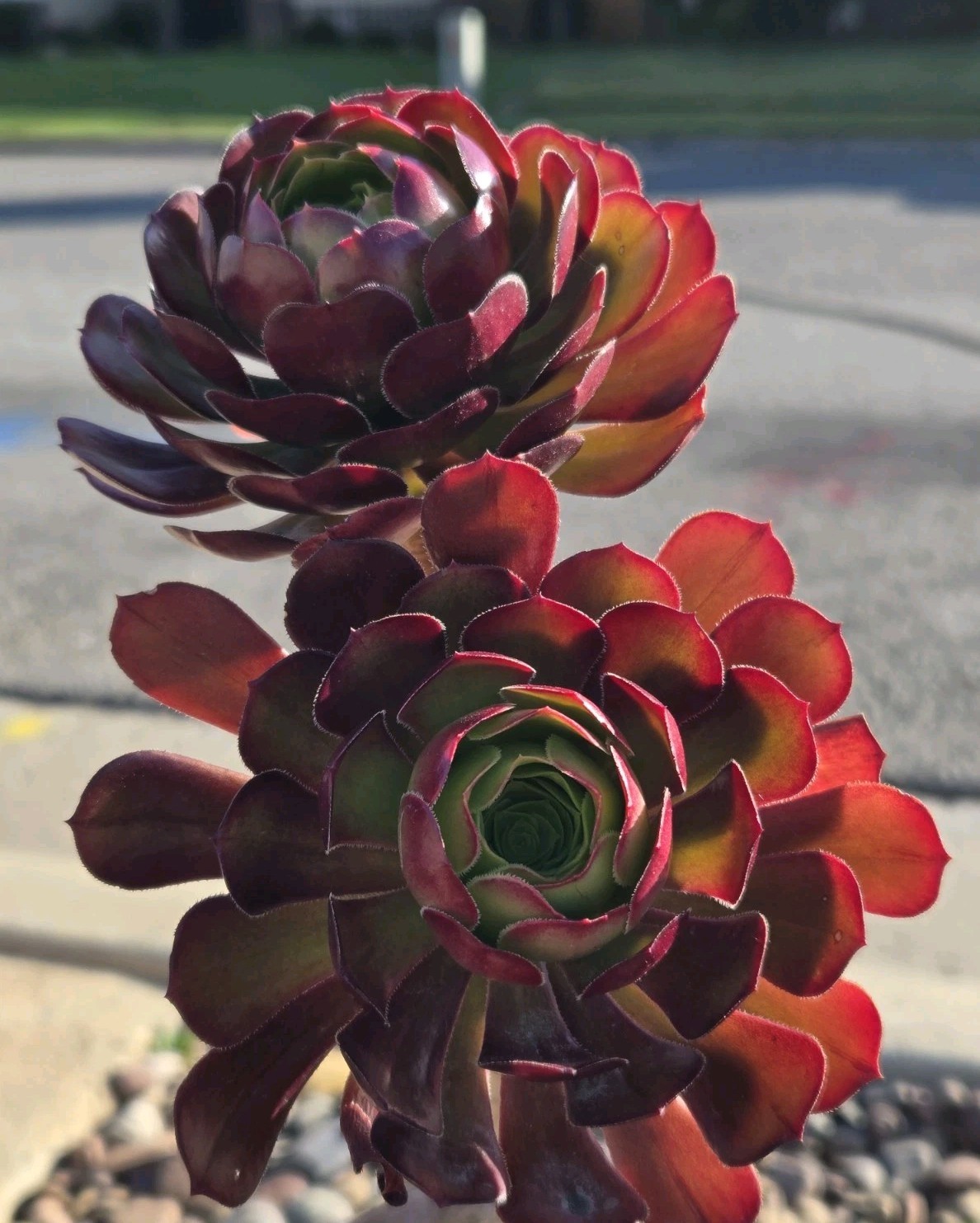 Five Long Cuttings Of Aeonium arboreum ‘Atropurpureum’ Purple Rose 7-9″ long