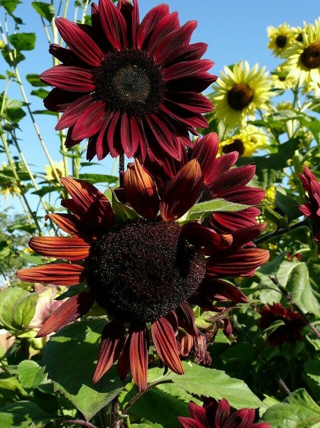 50 CHOCOLATE CHERRY SUN FLOWER FRESH HARVEST FOR 2024 GARDENS
