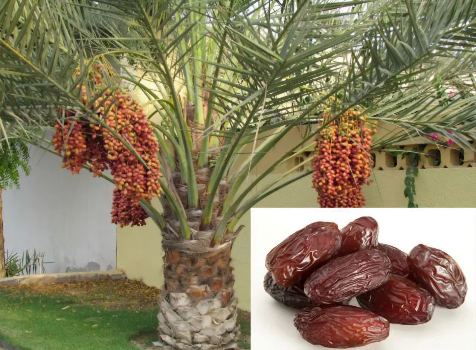 All 6- Medjool 2 Year Old Date Palm Seedling Phoenix Dactylifera Plant