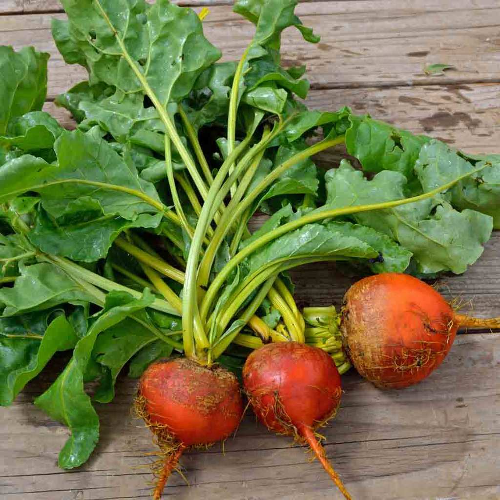 Beet Seeds Golden Detroit 50 Ct Heirloom Garden NON-GMO USA SELLER FREE SHIPPING