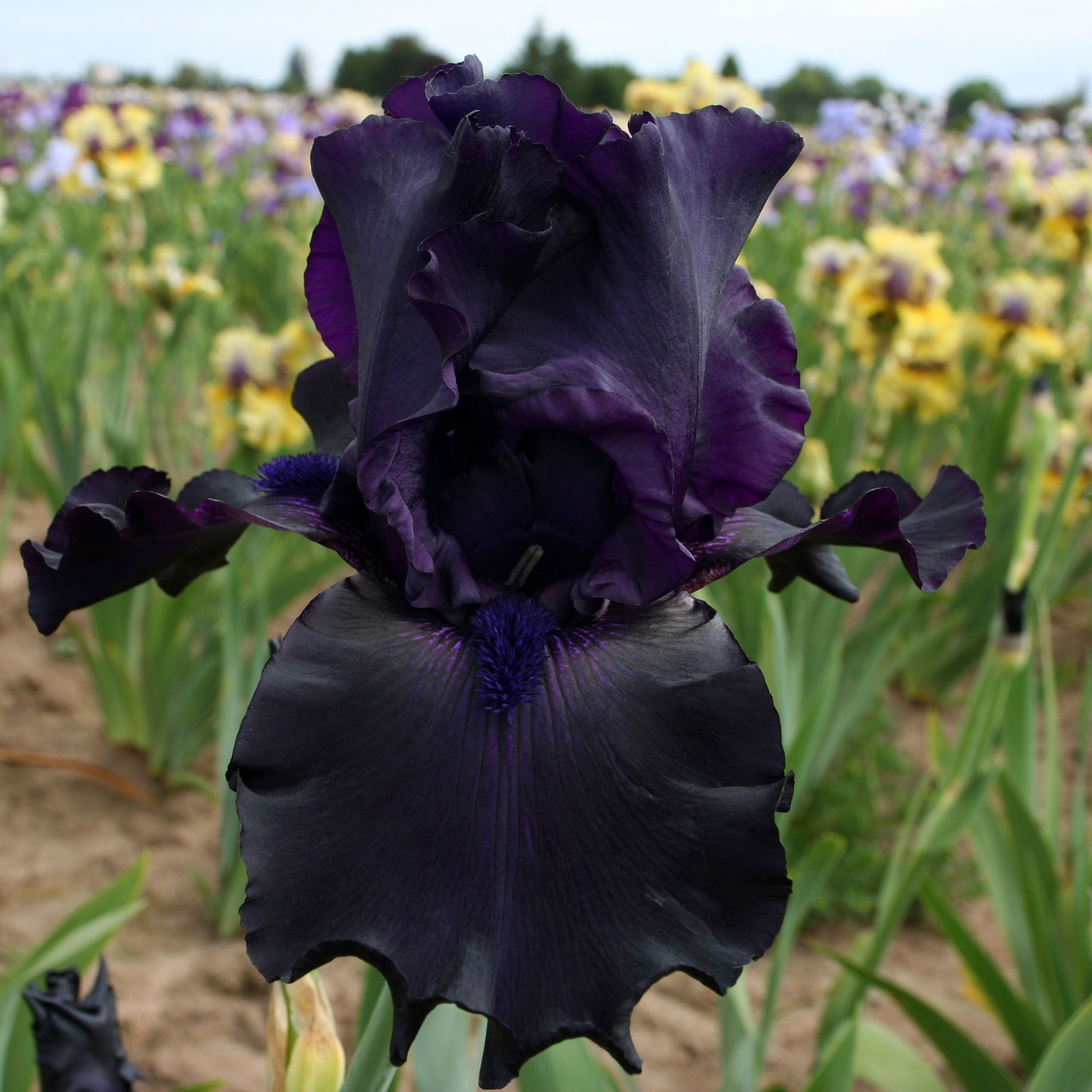 Ghost Train Bearded Iris Plant Quart Pot | Black Flowers Perennial