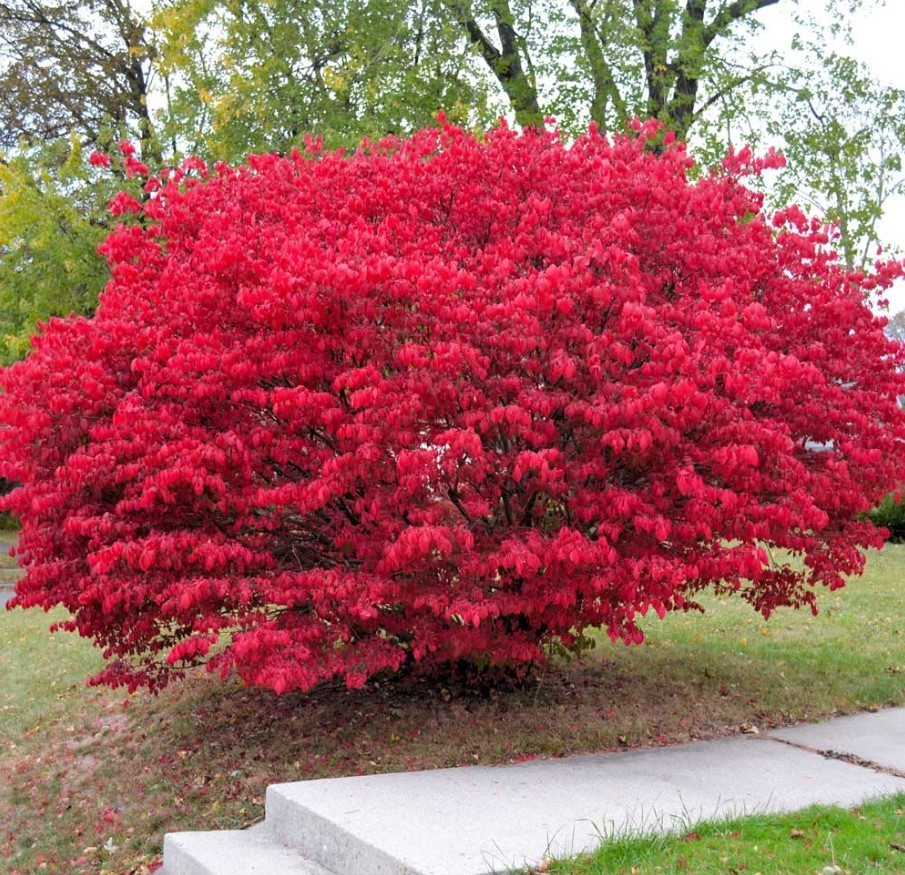 2 Burning Bush Live Plants – 12″+ Tall – No Pot – Deciduous Shrub – Zones 3-8