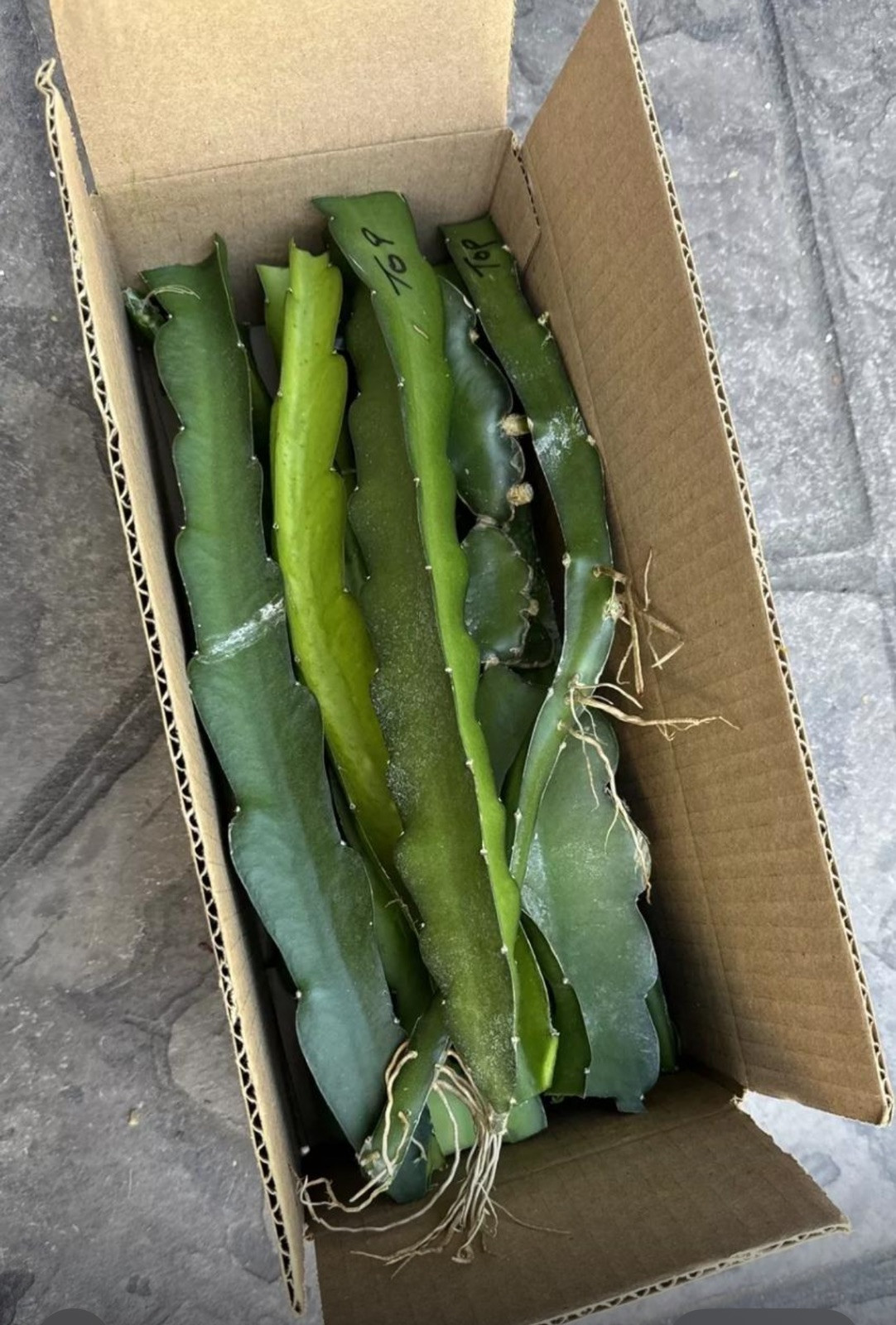 🔥FREE SHIPPING🔥 Box Full Of Live Pitaya Dragon Fruit cuttings 8-14” ￼