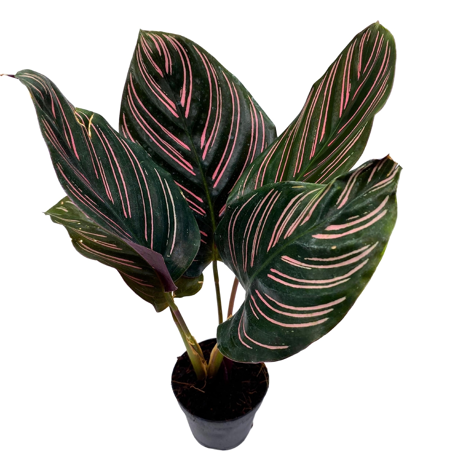 Calathea Ornata, Pinstripe Plant, Zebra Plant, Cathedral Plant, Peacock Plant in