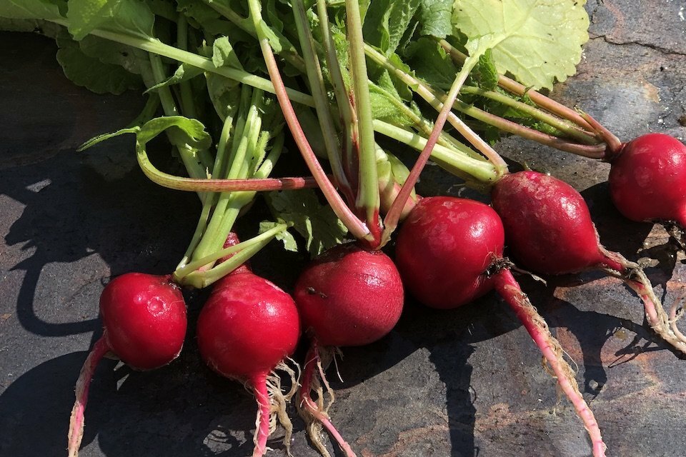 100 CRIMSON GIANT RADISH SEEDS FRESH HARVEST FOR 2024 GARDENS