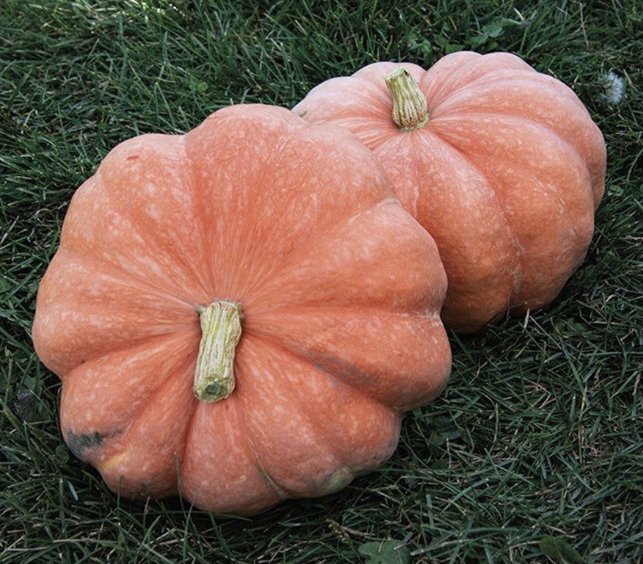 Pumpkin Moranga (Cucurbita) Vegetable Seeds, Annual Climbing, Full Sun, Rare