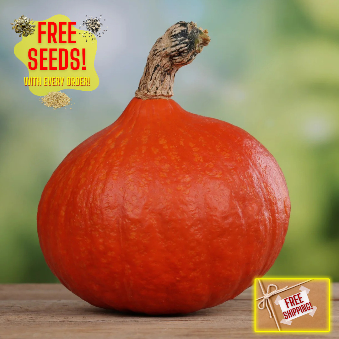 Fresh Japanese Kuri Seeds | Squash | Red | 10 Seeds | Heirloom Non-GMO | Asian